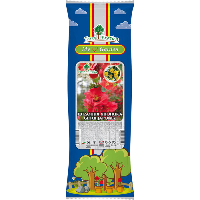 QUINCE ROOT JAPONICA EKZOTIKA