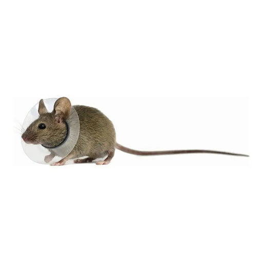 Elizabethan Collar for Rodents KVP Transparent 2.5-3.2 cm - Домашни Животни<<<Дом Градина<<<BigBuy&&&Пътуване и