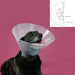 Elizabethan Dog Collar KVP Betsy Transparent (63-78 cm) - Домашни Животни<<<Дом Градина<<<BigBuy&&&Здраве и