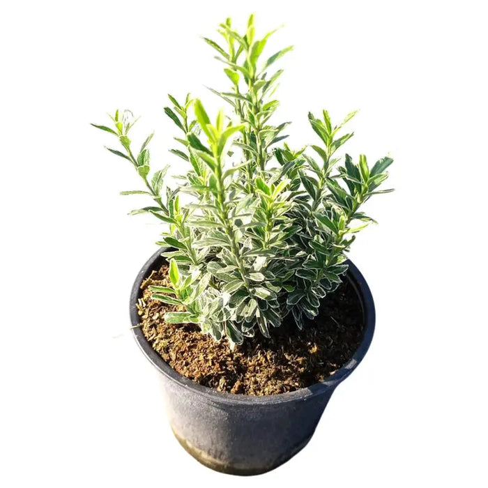 EVONYMUS MICROFILLA - Цъфтящи храсти и дръвчета<<<Външни растения<<<Градина<<<Praktiker