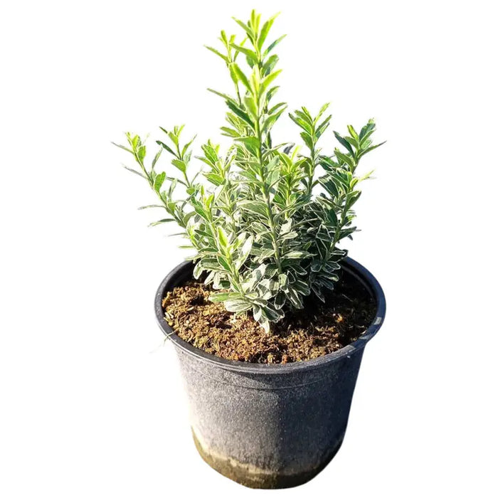 EVONYMUS MICROFILLA - Цъфтящи храсти и дръвчета<<<Външни растения<<<Градина<<<Praktiker
