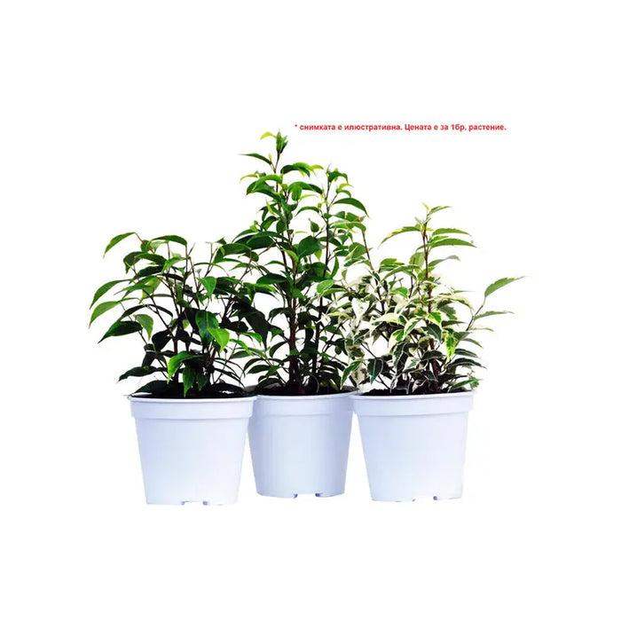 FICUS BENJAMIN - Нецъфтящи растения<<<Стайни растения<<<Градина<<<Praktiker