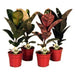 FICUS ELASTICA MIX - Нецъфтящи растения<<<Стайни растения<<<Градина<<<Praktiker