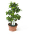 FICUS GINSENG - Нецъфтящи растения<<<Стайни растения<<<Градина<<<Praktiker