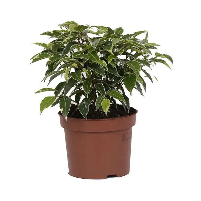 FICUS KINKY - Нецъфтящи растения<<<Стайни растения<<<Градина<<<Praktiker