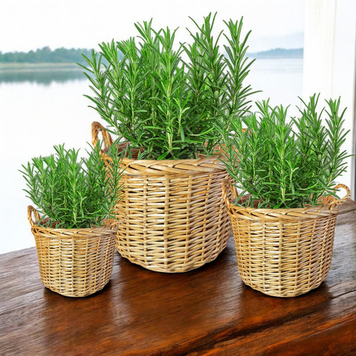 WICKED BASKETS SET GARDEN STAR HD-10877