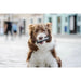 Harness tags Julius K9 DON’T TOUCH S White Black (2 Units) - Домашни Животни<<<Дом Градина<<<BigBuy&&&Пътуване и