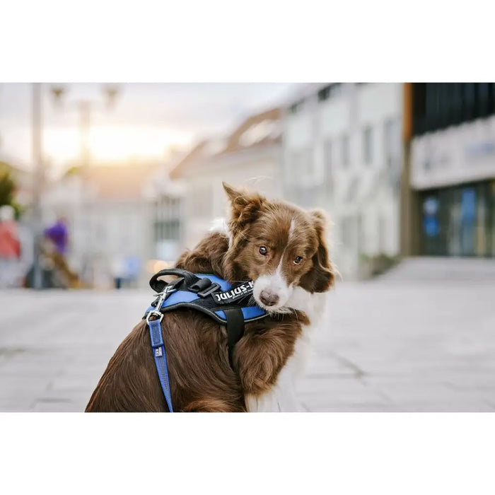 Harness tags Julius K9 HONEY XS - Домашни Животни<<<Дом Градина<<<BigBuy&&&Пътуване и разходки<<<Домашни Животни<<<Дом