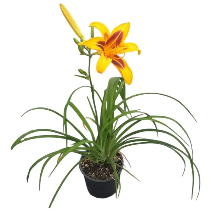 HEMEROCALIS / DAY LILY - Цъфтящи растения<<<Стайни растения<<<Градина<<<Praktiker
