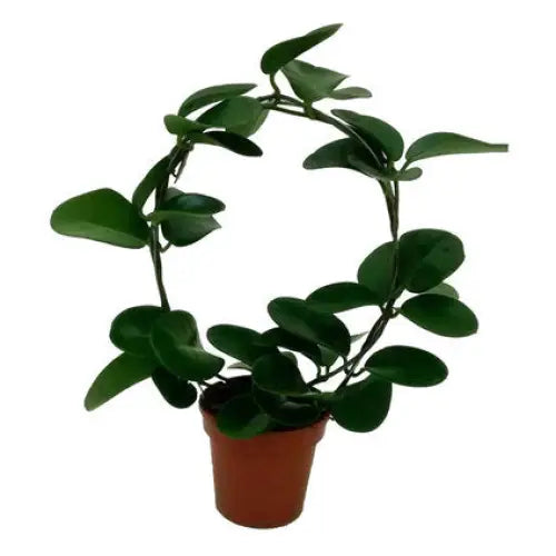 HOYA - Цъфтящи растения<<<Стайни растения<<<Градина<<<Praktiker