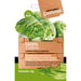 ICEBERG GOURMET SEED SALAD - Семена<<<Семена луковици и разсад<<<Градина<<<Praktiker
