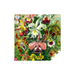 Imagination Puzzle: Ernst Haeckel Orchid 1000 elements - TraditionalPUZ-TRA<<<(Games and Toys) PuzzlesPUZ<<<ActionPL