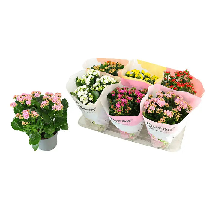 KALANCHOE - Цъфтящи растения<<<Стайни растения<<<Градина<<<Praktiker