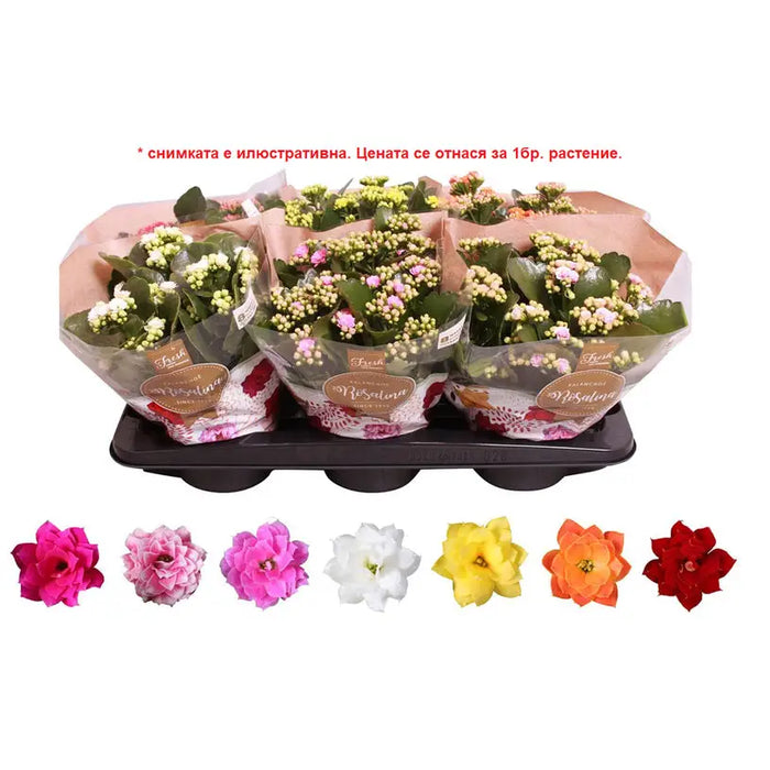 KALANCHOE ROSALINA - Цъфтящи растения<<<Стайни растения<<<Градина<<<Praktiker