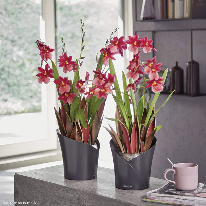 POT F18CM WITH IRRIGATION SYSTEM LECHUZA ORCHIDEA