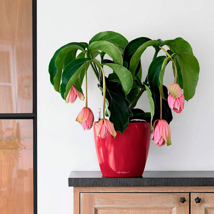 POT Φ21CM WITH IRRIGATION SYSTEM LECHUZA CLASSICO PREMIUM