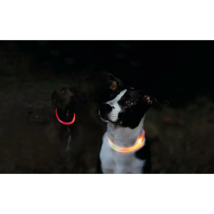 LED Collar for Pets Trixie Orange L/XL - Домашни Животни<<<Дом Градина<<<BigBuy&&&Пътуване и разходки<<<Домашни