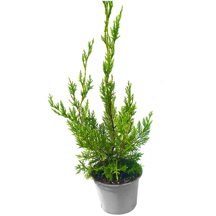 LEYLANDI CYPRESS - Вечнозелени храсти и дръвчета<<<Външни растения<<<Градина<<<Praktiker