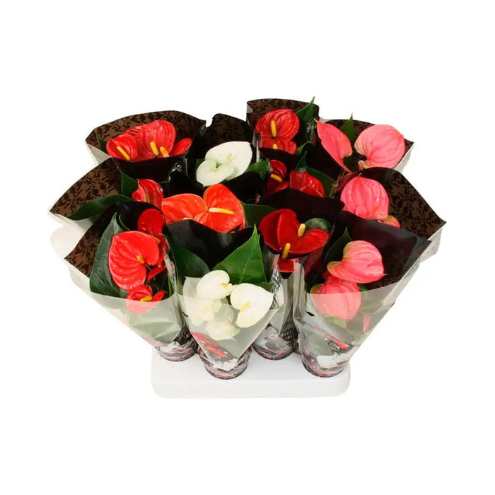 MINI ANTHURIUM - Цъфтящи растения<<<Стайни растения<<<Градина<<<Praktiker