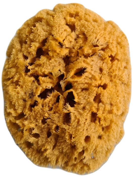 SPONGE FOR EFFECTS EFFECTLINE