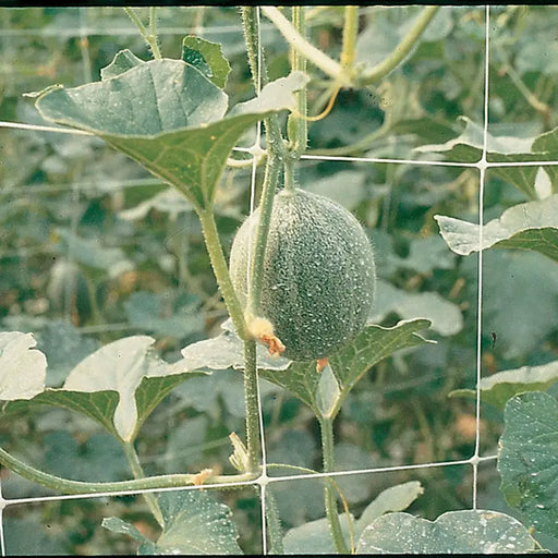 NETTING FOR WRAPING PLANTS 200CM TENAX HORTONOVA - Мрежи и покривала на метър<<<Мрежи и огради<<<Градина<<<Praktiker