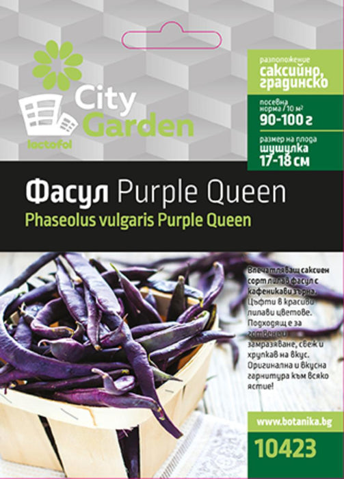 PURPLE QUEEN CITY GARDEN BEANS