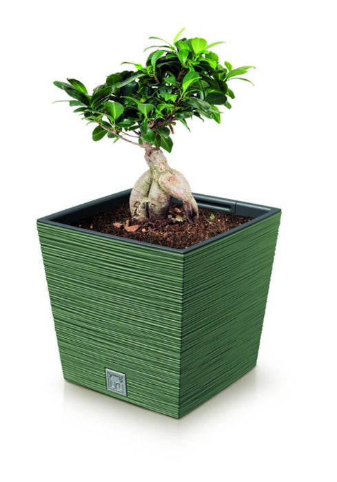 FURU SQUARE LOW 30CM GREEN POT