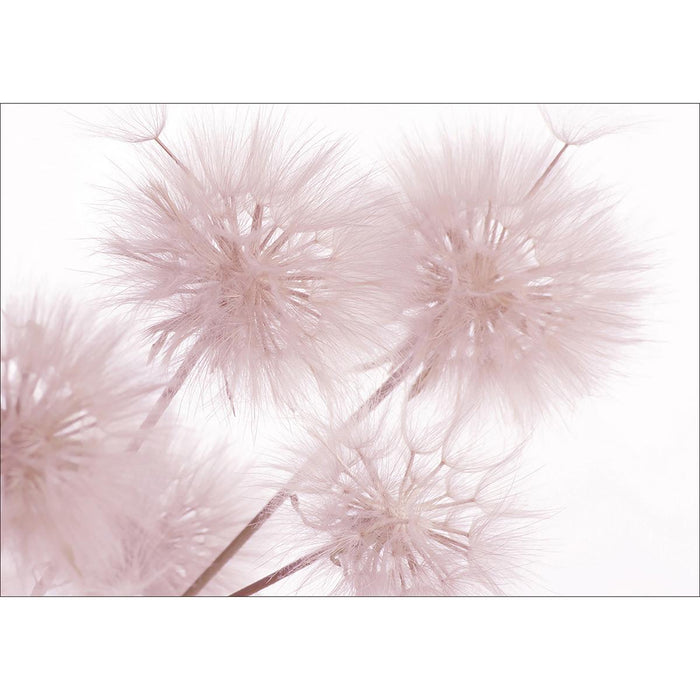 PHOTO WALLPAPER STANDARD 360X254 CM DANDELIONS
