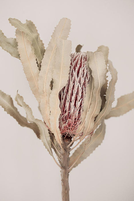 PAINTING 65X97 CM PLANT