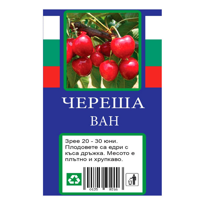 CHERRY WITH PACKAGED ROOT