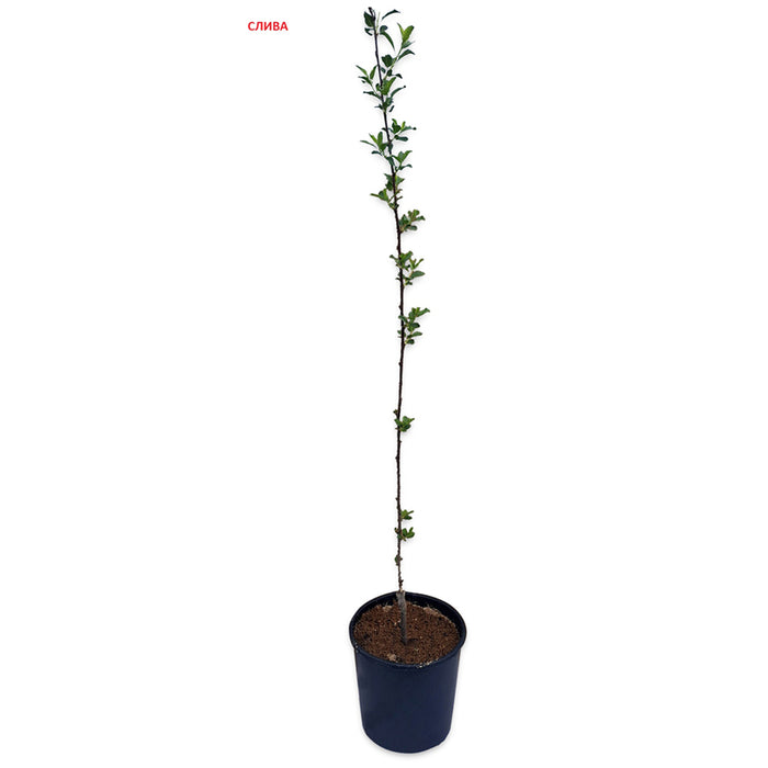 FRUIT IN CONTAINER MIX