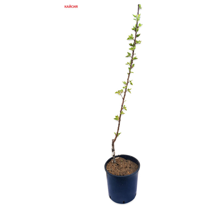 FRUIT IN CONTAINER MIX