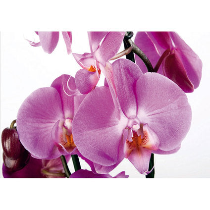 PHOTO WALLPAPER STANDARD 360X254 CM. 4 H. VIOLET ORCHID