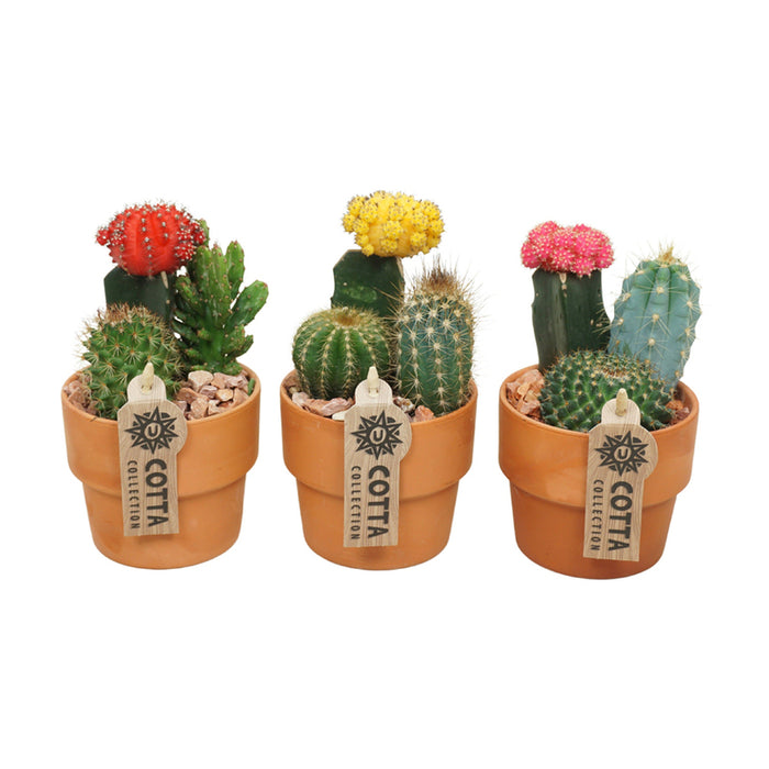 CACTUS GYMNOCALTICIUM