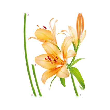 DISNEY STICKER 65X85CM./1 PART LILY