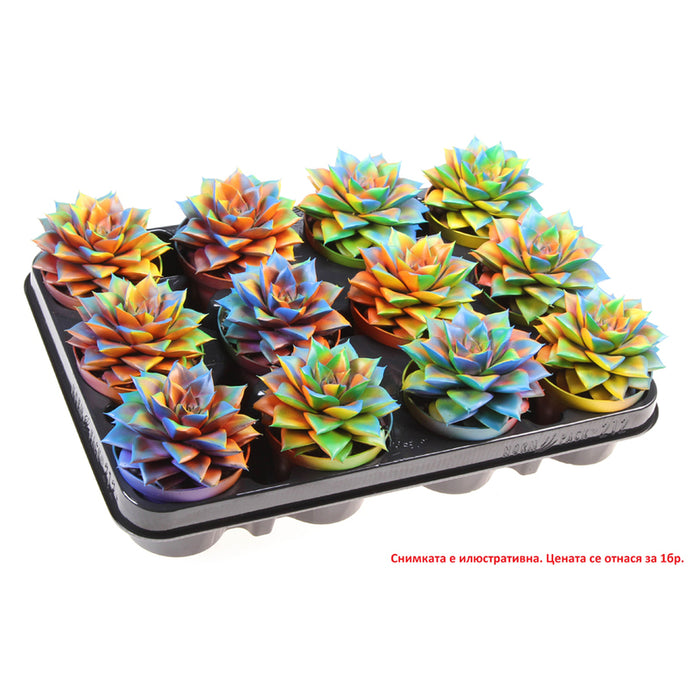 ESHEVERIA SPRAYED CHAMELEON