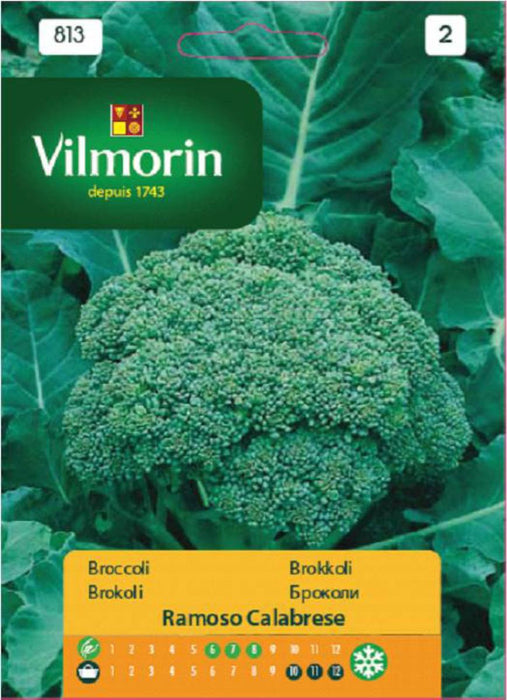 BROCCOLI SEEDS CALABRESE VILMORIN