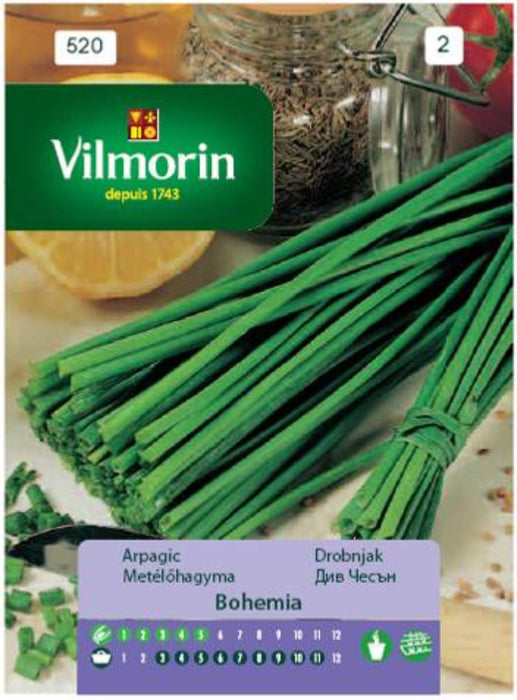 WILD ONION SEEDS BOHEMIA VILMORIN