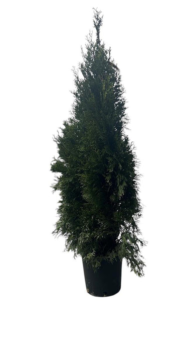 THUYA SMARAGD 90/110