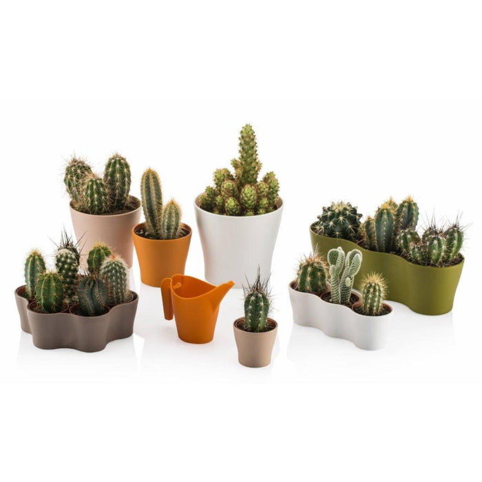 CACTUS POT 5.5CM GARDENIA TRIPLE