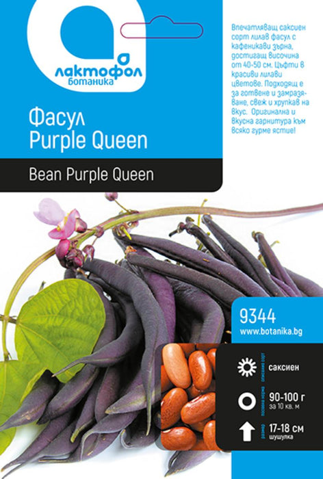 BEAN SEEDS PURPLE QUEEN BOTANY 50G