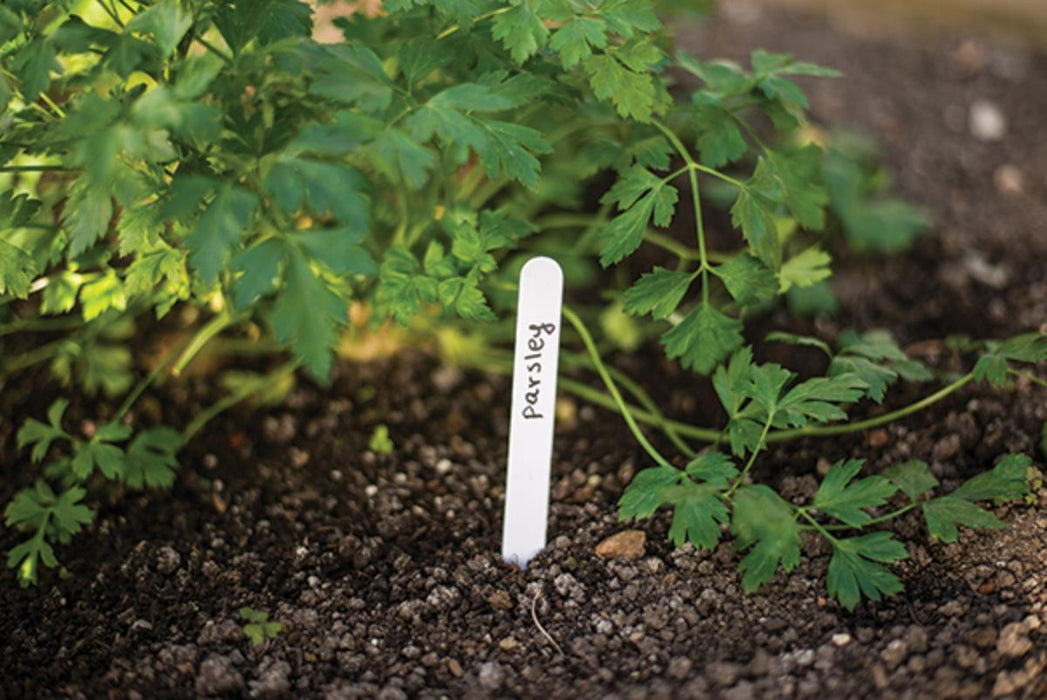 PLATES FOR PLANTS 15X1.5CM - 25 PCS.