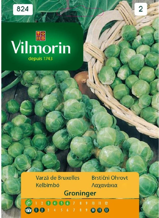 BRUK SEEDS. CABBAGE GROEN. VILMORIN