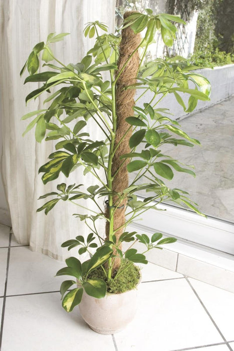 KOLCHE COCONUT 1.20 M