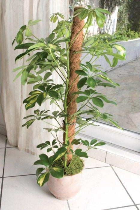 KOLCHE COCONUT 1.00 M