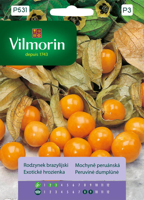 PHYSALIS VILMORIN