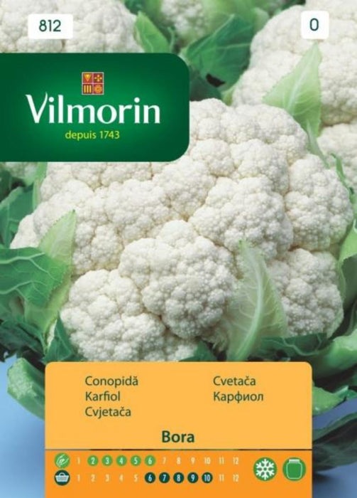 BORA CAULIFLOWER SEEDS