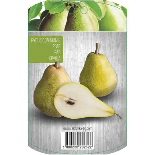PEAR WITH PACKAGED ROOT EKZOTIKA - Овошки<<<Външни растения<<<Градина<<<Praktiker