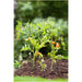 PEG FOR PLANTS 90CM - Аксесоари<<<Мрежи и огради<<<Градина<<<Praktiker