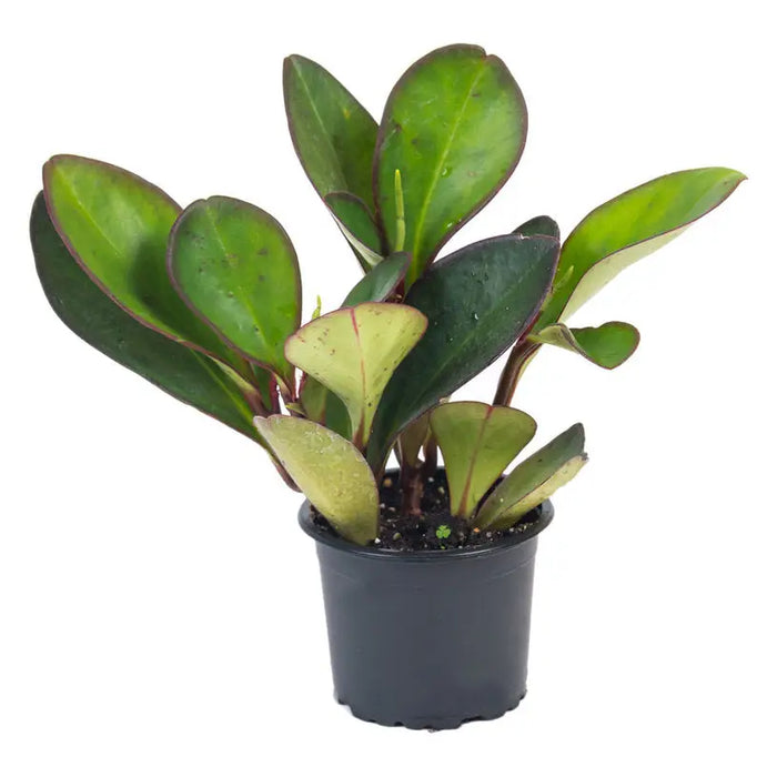 Peperomia - Нецъфтящи растения<<<Стайни растения<<<Градина<<<Praktiker